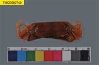 藏品(短身大眼蟹)的圖片